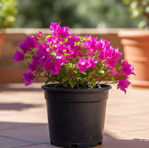 Bougainvillea