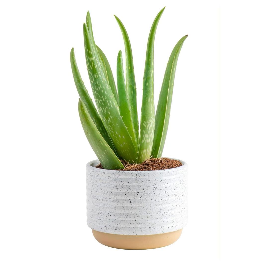 Aloe Vera - Image 2