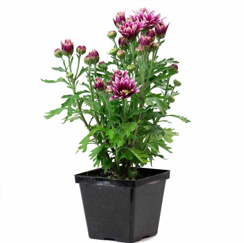 Chrysanthemum