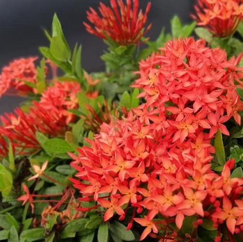 Ixora