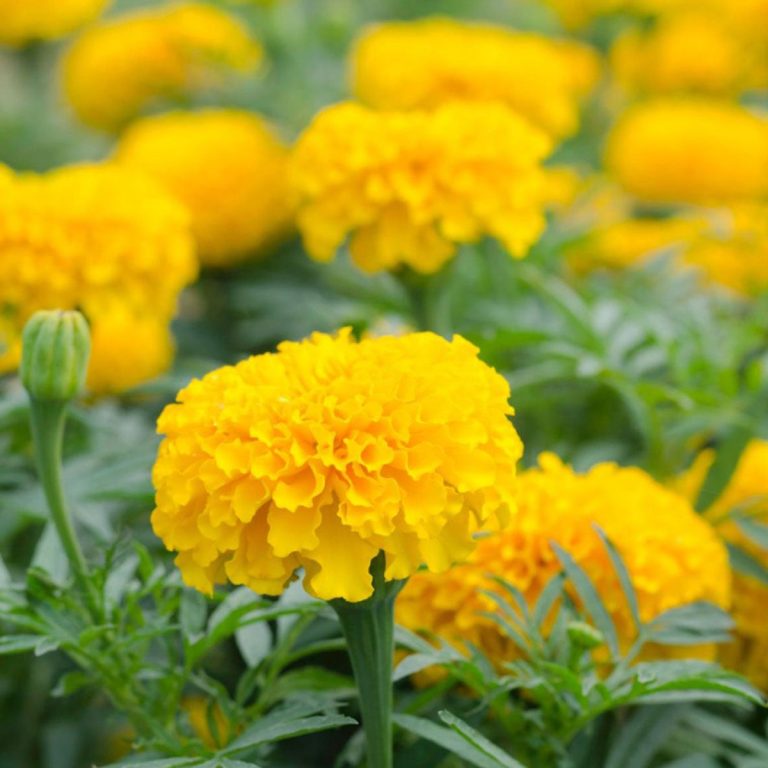 Marigold