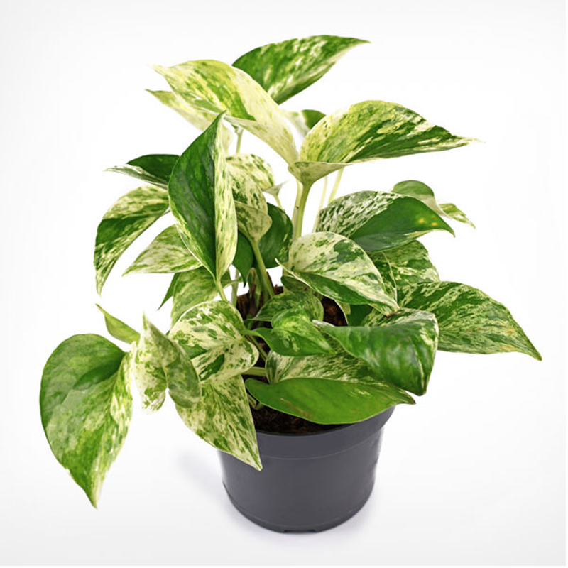 Money Plant - Image 4