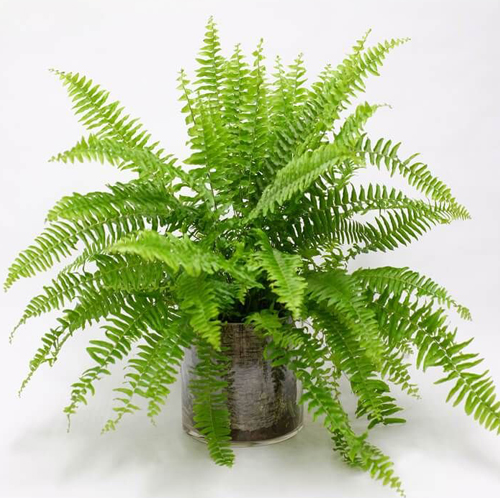 Boston Fern - Image 4