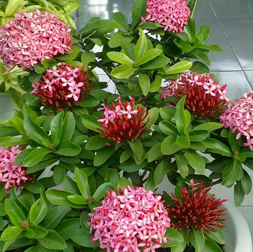 Ixora - Image 3