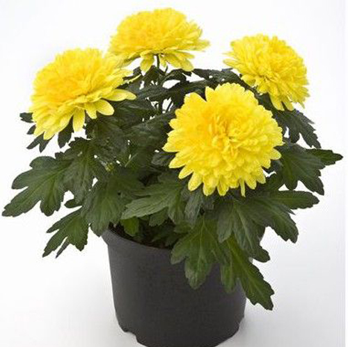 Chrysanthemum - Image 3