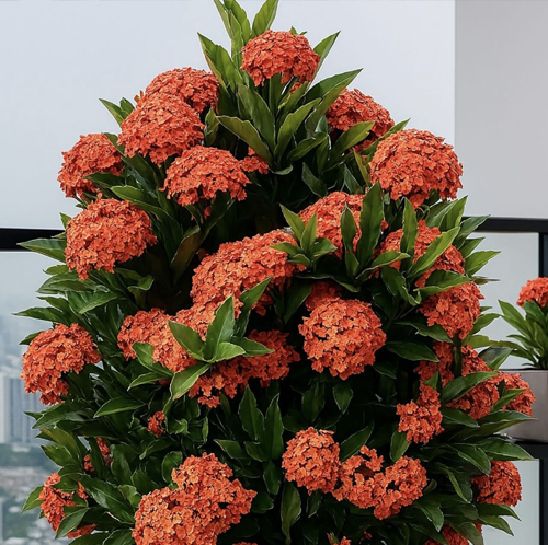 Ixora - Image 4