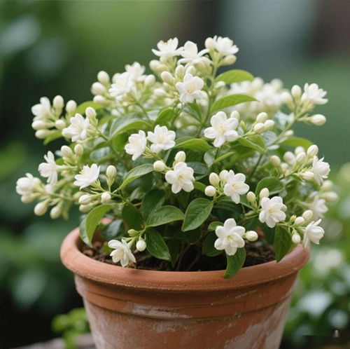 Jasmine