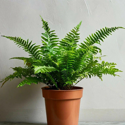 Boston Fern - Image 5