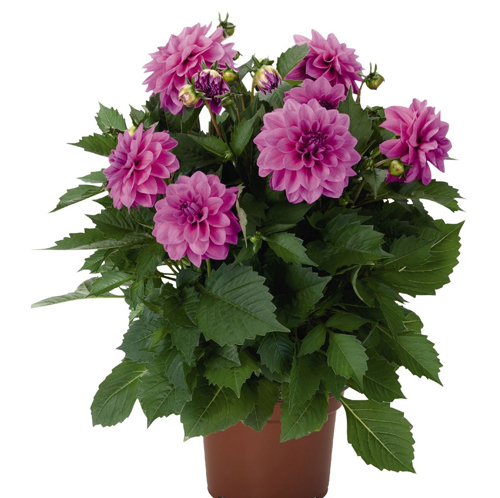 Chrysanthemum - Image 4