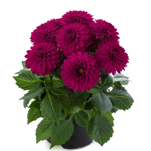 Chrysanthemum - Image 5