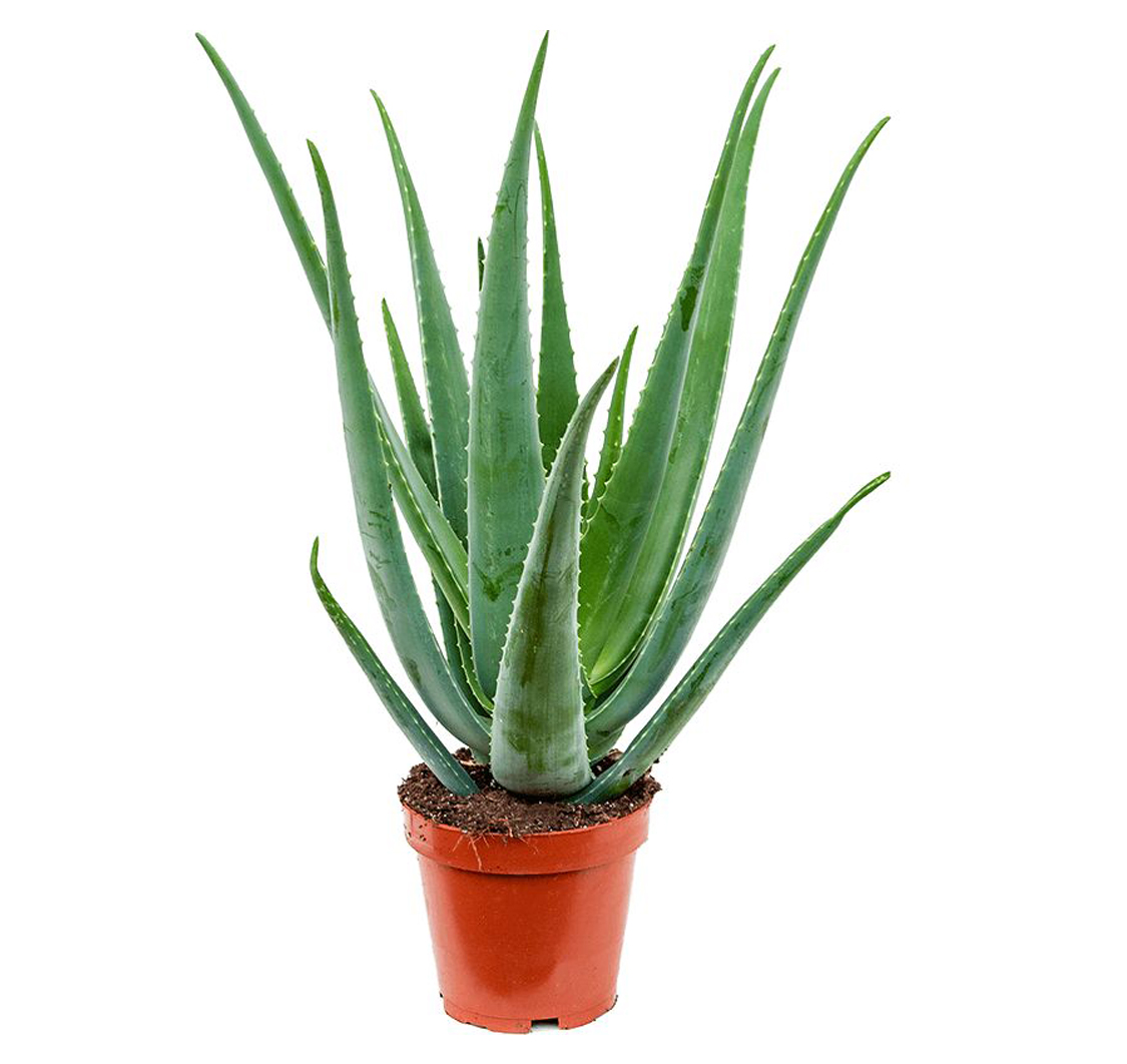 Aloe Vera - Image 4