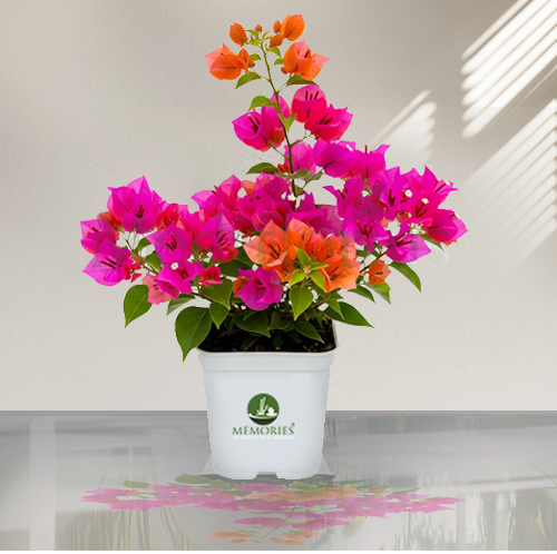 Bougainvillea