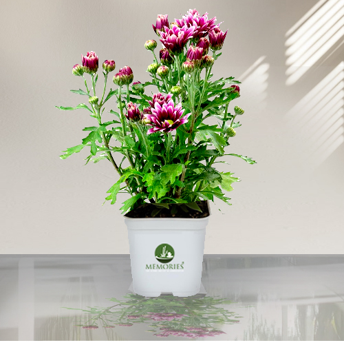 Chrysanthemum