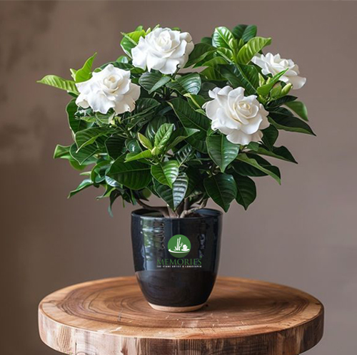 Gardenia 1