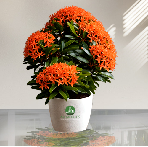 Ixora