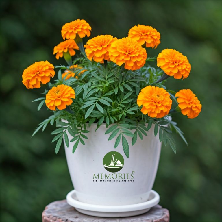 Marigold