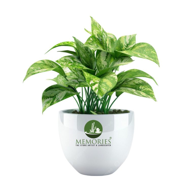 Money Plant