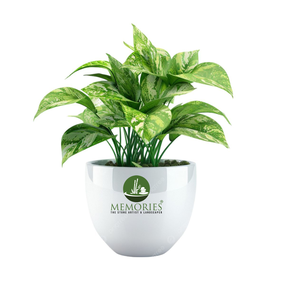 Money Plant
