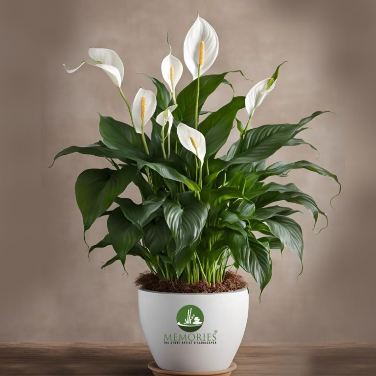 Peace Lily