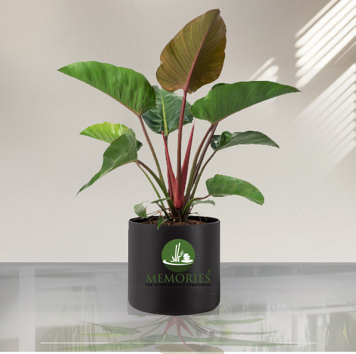 Philodendron