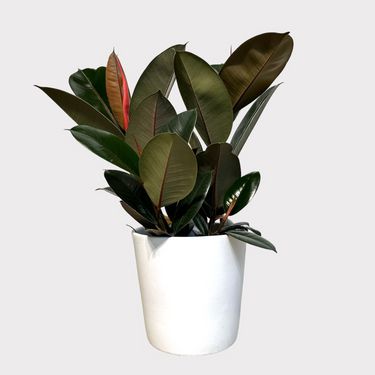 Rubber Plant - Image 3