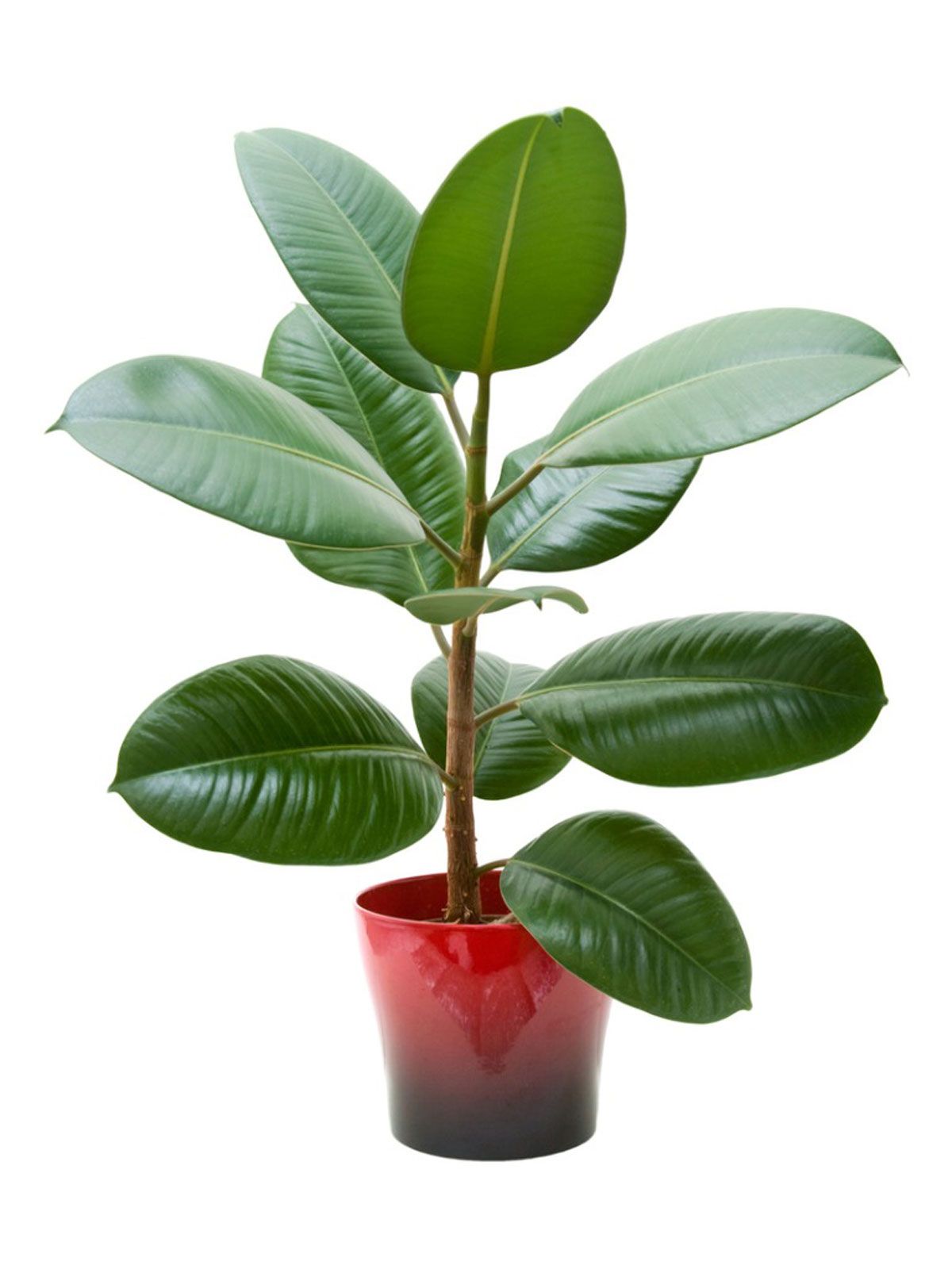 Rubber Plant - Image 4