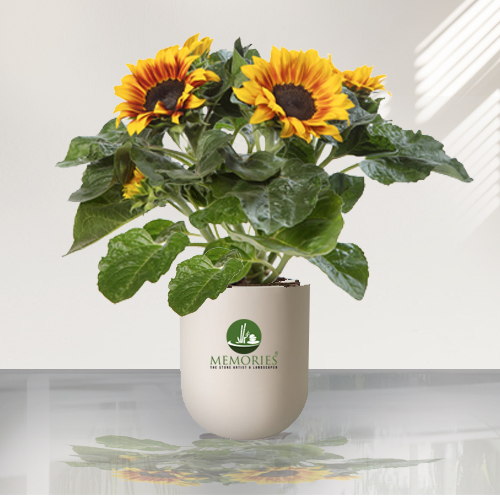 Sunflower plant