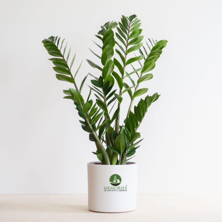ZZ Plant