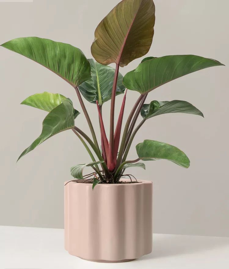 Philodendron