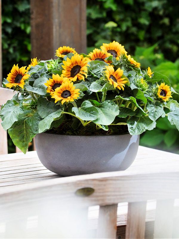 Sunflower - Image 4