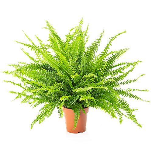 Boston Fern