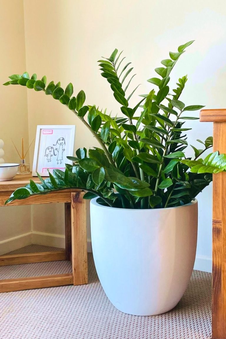 ZZ Plant