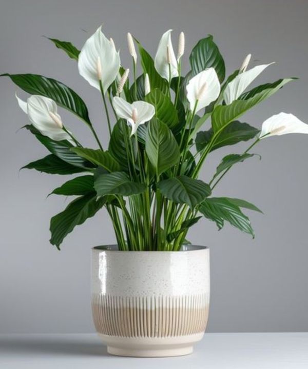 Peace Lily - Image 4