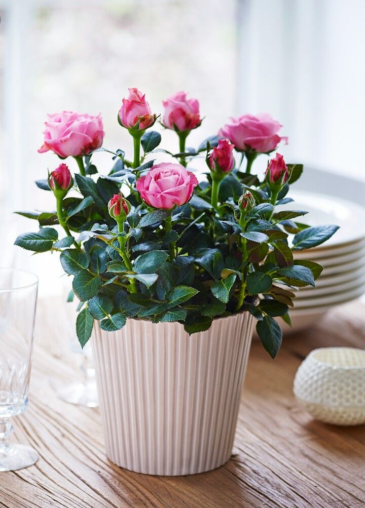 Rose - Image 4