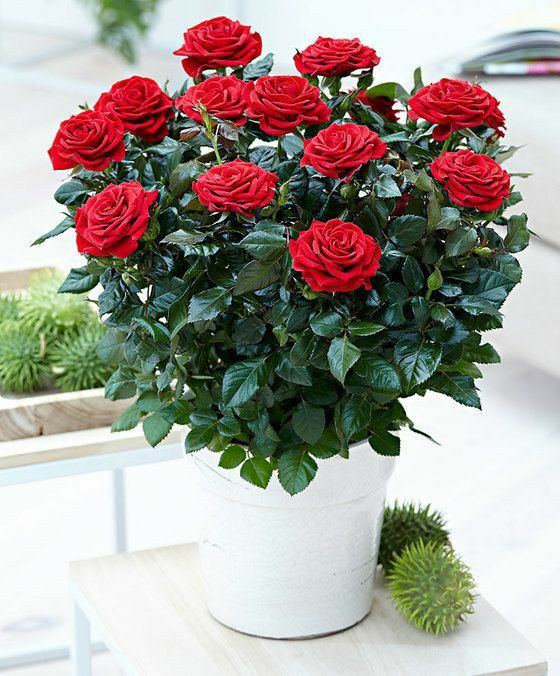Rose - Image 5