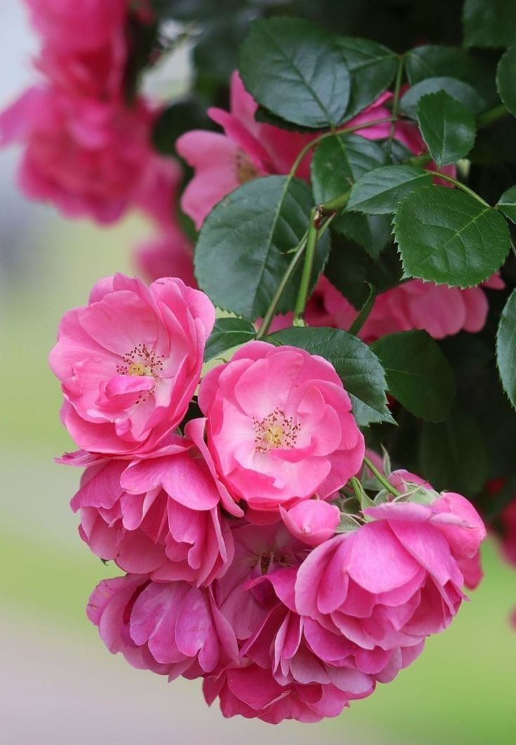 Rose - Image 3