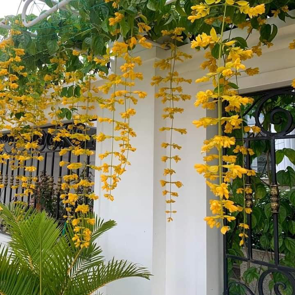 Golden Cascade - Image 3