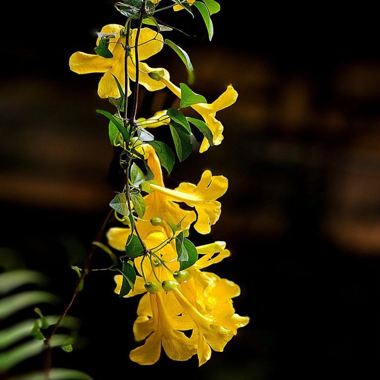 Cat's Claw Creeper