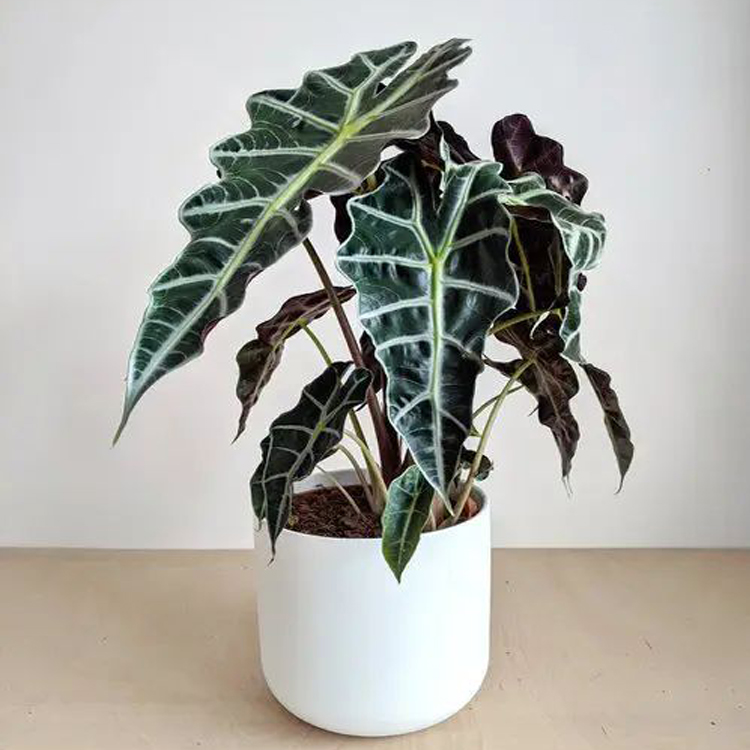 alocasia plant