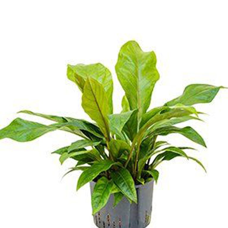 anthurium jungle bush