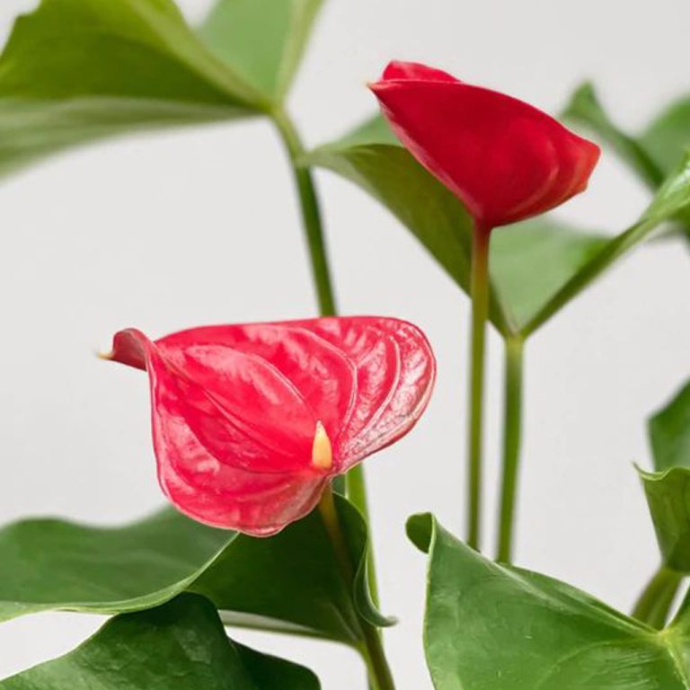 anthurium mix plant