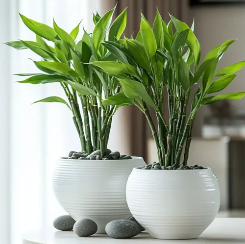 Bamboo Indoor Plant 