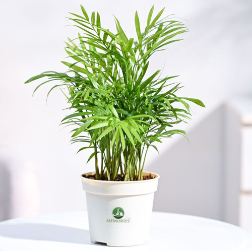 bampoo palm plant