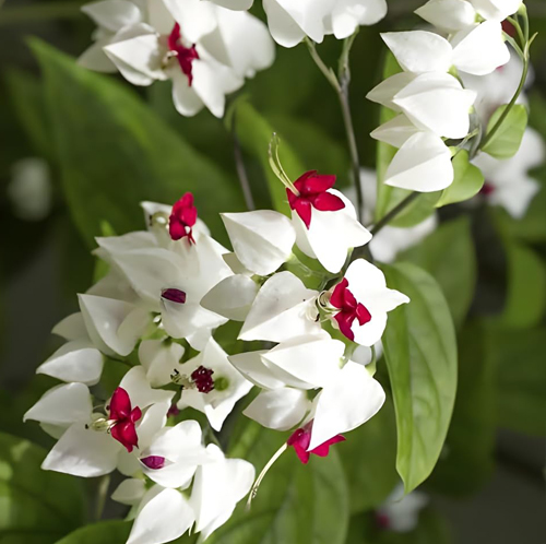 Bleeding Heart Plant
