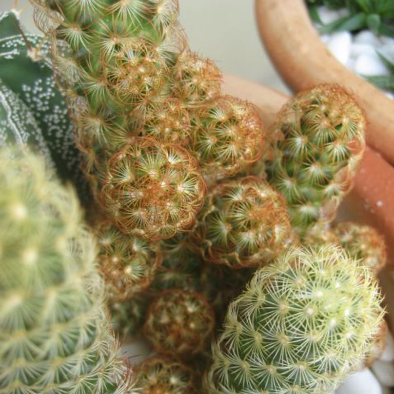 cactus copper queen