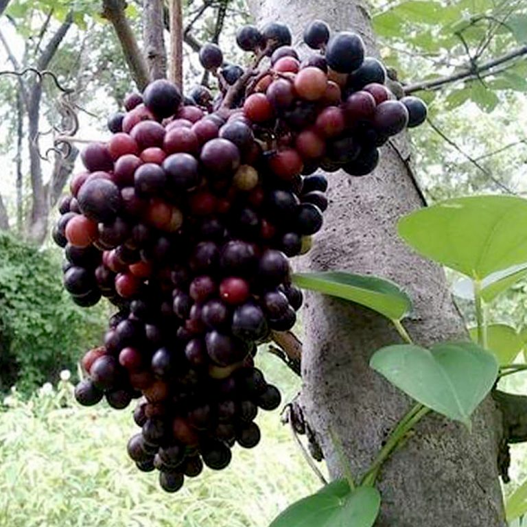 Cambodian Wild Grape