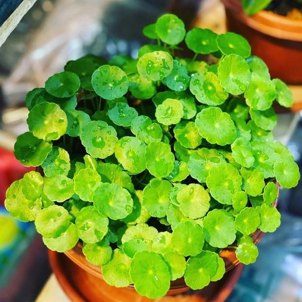 Chinese Money Plant - Image 3