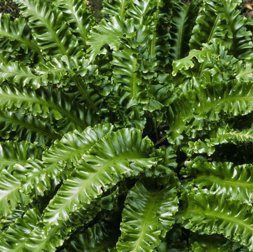 Cobra Fern - Image 3