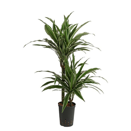 Dracaena plant