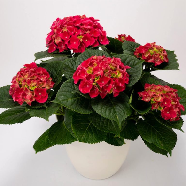 lantana plant red